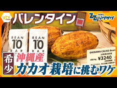 【バレンタイン】なぜ“国産カカオ”？沖縄のチョコレートメーカーがカカオの栽培に挑むワケ【ニュース ジグザグ】