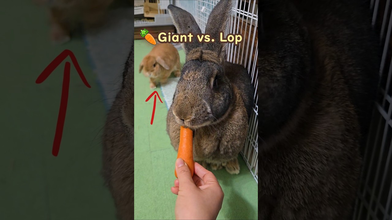 Carrot Reaction! Giant vs. Lop Bunny🥕🐰 #flemishgiantrabbit #hollandlop