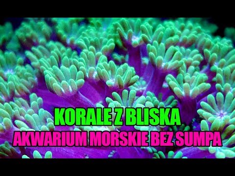 (52) Glossy Reef 200 - Korale z bliska - Akwarium morskie bez sumpa - Reef aquarium