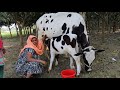 Village Women Milking Cow By Hand And Chal Kumrar Murobba Cooking Murobba Recipe Bangla