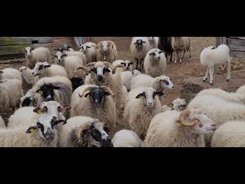 Blejanje u stadu ličkih ovaca