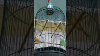 Download lagu Sikatan Kepala Abu abu Gacor #short #burung #lombaburung mp3 Download lagu Sikatan Kepala Abu abu Gacor #short #burung #lombaburung mp3