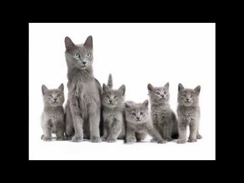 Nebelung Cat and Kittens | History of the Nebelung Cat Breed