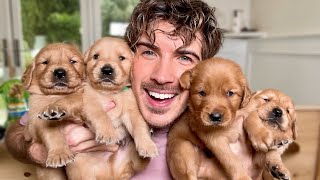 My Plans For the Puppies…