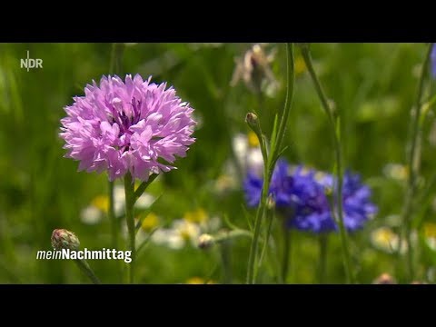 NDR My Afternoon – Sowing wild plants in the bed