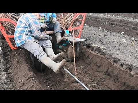 Sadnja Višnje Novi Bečej 2019