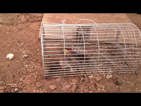 Big cheese multi rat trap with 4 caught evil rats
