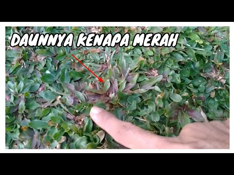 Rumput gajah mini daunnya merah PART 3 KENAPA