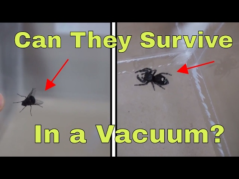 What Happens When You Put A Spider And A Fly In A Vacuum Chamber? Will They Survive? Video