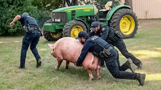 OS MELHORES ERROS DA VIDA NA FAZENDA 🚜🐄 ERROS COM ANIMAIS DE FAZENDA E TRATORES