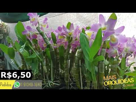 ORQUÍDEA DENDROBIUM POR R$6,50 #SHORTS #QUEROMAISORQUIDEAS #ORQUIDEAS