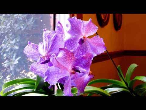 Vanda set up in glass vases for water culture method.  How often I water.