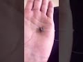 Walking My Pet Fly Shorts