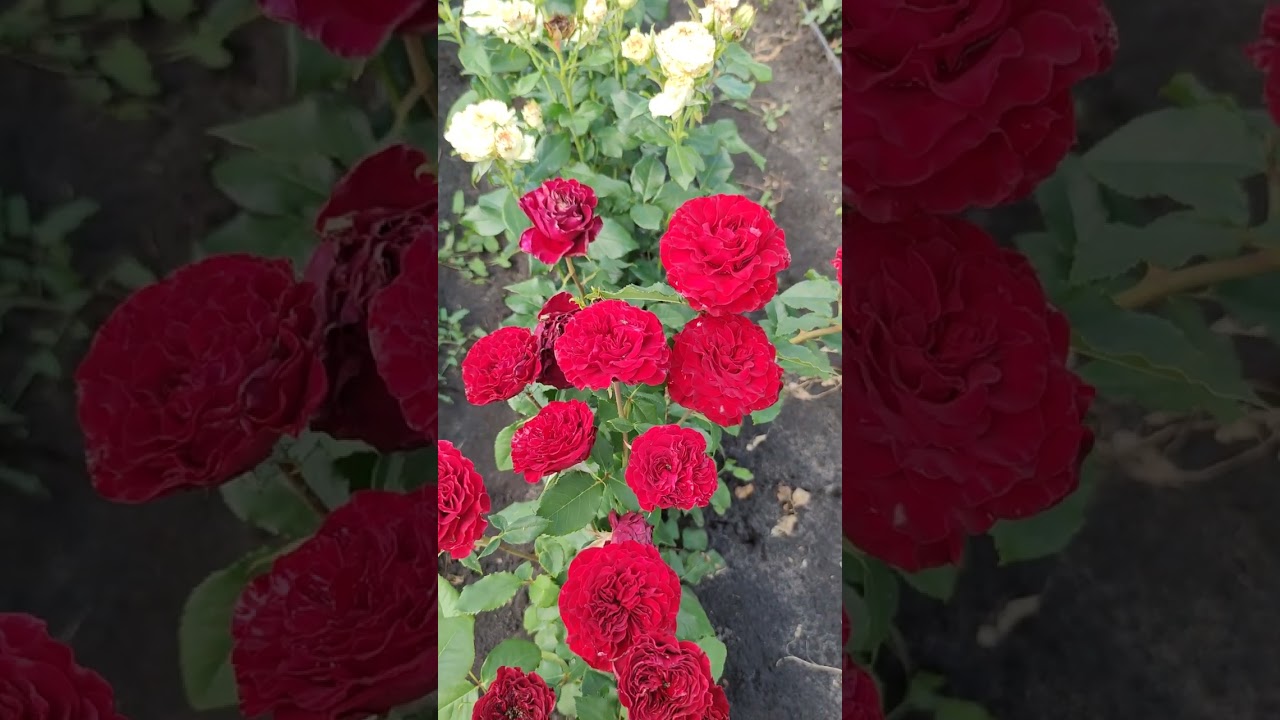 Троянда чайно-гібридна ХАРТС