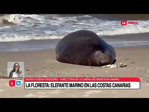 La Floresta: Elefante marino en las costas canarias