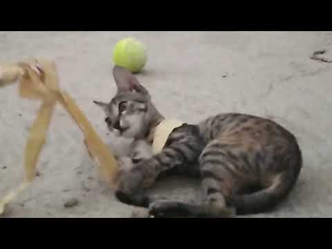 Shrarti cat khalty howay|naughty cat playing|
