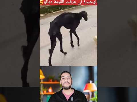 وجدت كلب من فصيلة نادرة 🤯🤯🤯
