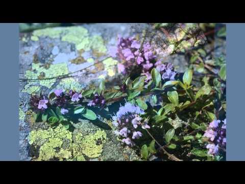 Wiild Mountain Thyme - Mark Knopfler