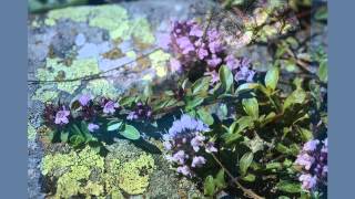 Mark Knopfler  Wild Mountain Thyme