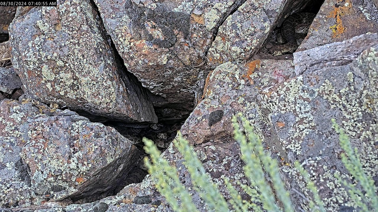 Colorado Rattlecam Livestream