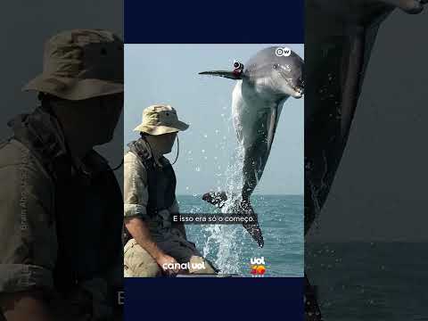 O exército de golfinhos dos EUA