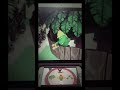 PEPPA PIG SEASON 2 EPISODE 2 SPY FLY