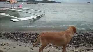 preview picture of video 'Bella, an awesome Labrador, in Anilao, Batangas, beautiful and sunny Philippines'