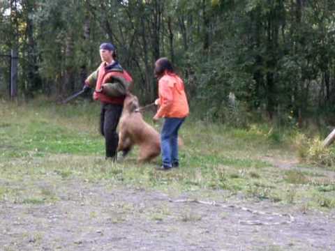 Briard Monika - 10 years anniversary