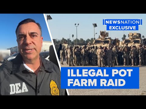 Hundreds of law enforcement agents raid illegal CA pot farms | NewsNation