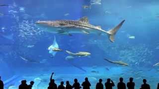 2 Hours Underwater Relaxing Music