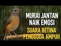 Suara Betina Gacor Pemancing Emosi Pancing Murai Jantan Biar Bongkar Isian