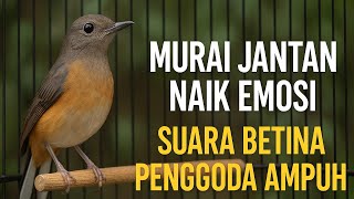 Download lagu Suara Betina Gacor Pemancing Emosi! Pancing Murai Jantan Biar Bongkar Isian mp3