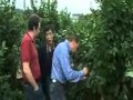 Foreigner Visit Lemon Plantations