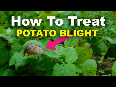 Blight: How To Treat, Prevent, and Diagnose Potato And Tomato Blight!