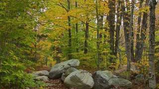 Pagan Reign : With the Power of Fallen Heroes - Honour of the Native Land