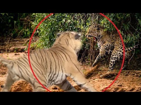 Can a Jaguar Handle an Attack From a Tiger | Jaguar Vs Tiger Battle Facts | Who Is the Strongest?