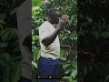 FAIDA YA KILIMO CHA MIGOMBA NA KAHAWA CHENYE TIJA