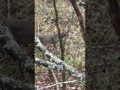 Aldeer Com