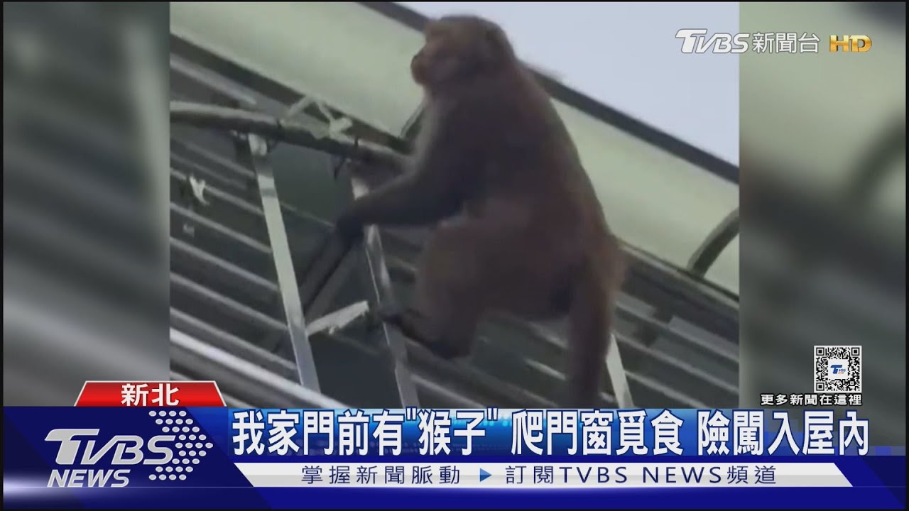 我家門前有「猴子」爬門窗覓食 險闖入屋內
