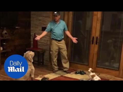 Man lectures his dogs after they make a HUGE MESS in the kitchen!