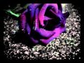 Red Red Meat-Roses