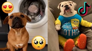 TOP DOGS COMPILATIONS PART 2 🐶 TOP DOG VIDEOS ON TIKTOK 🔥TIKTOK TRENDS COMPILATIONS