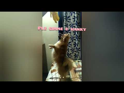 Clementine doing funny thing😬😬