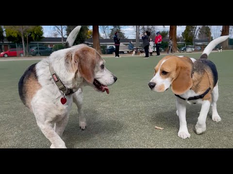 Oliver meets 30 other beagles! [4K]
