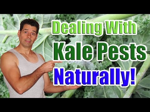 , title : 'Dealing with Common Kale Pests Naturally (Caring for Kale Plants in the Garden)'
