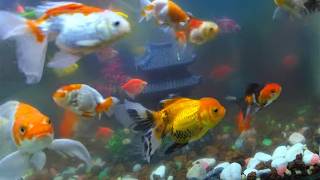 Download lagu Koi Fish Paradise | Relaxing Aquarium & Pond Scenery mp3