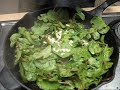 How to Clean and Chop Radish Leaves