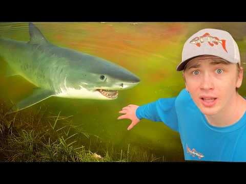 I Caught a Shark in My Pond!