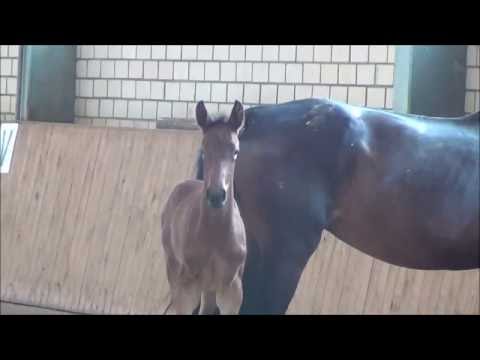 *2016 Stutfohlen von Canoso - Luxano