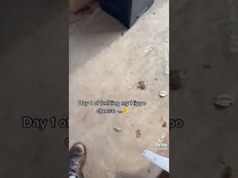 Day 1 of feeding my hippo cheese 🧀